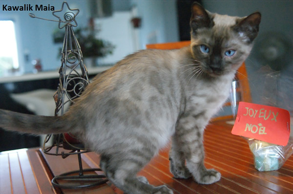 bengal seal mink melanistique